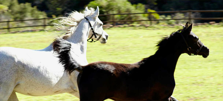 Swellendam Horseback Riding